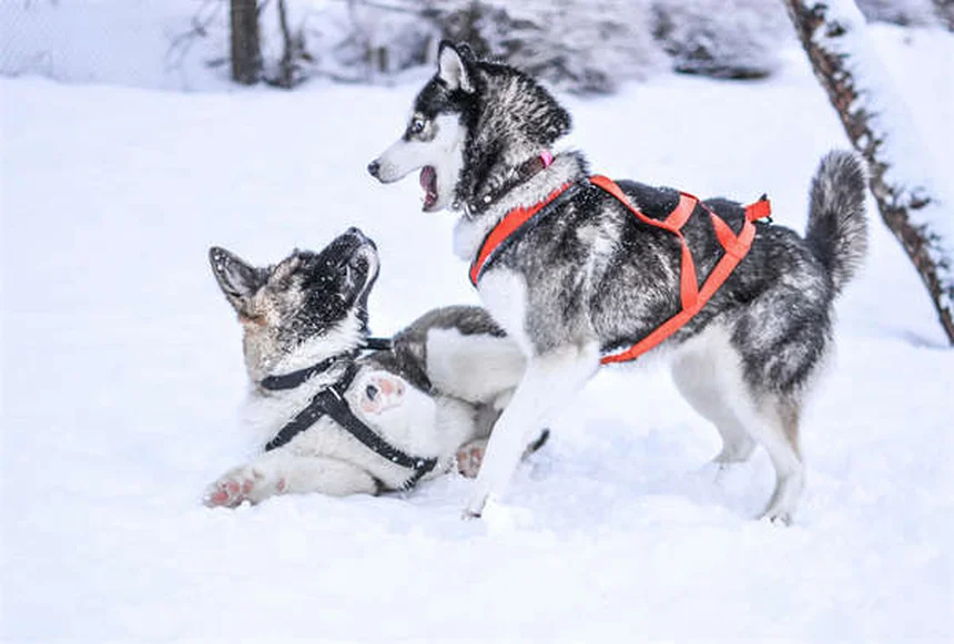 犬の穴掘り、原因を特定して解決する完全ガイド