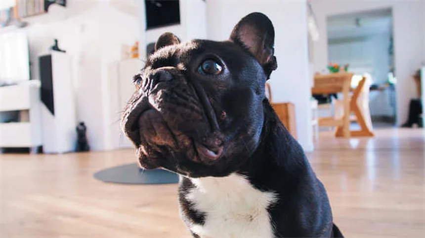 犬のDNA検査でわかる6つのミックス犬種とその魅力