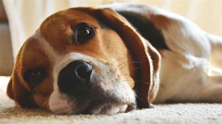 純血種の子犬が抱える健康リスクと対策