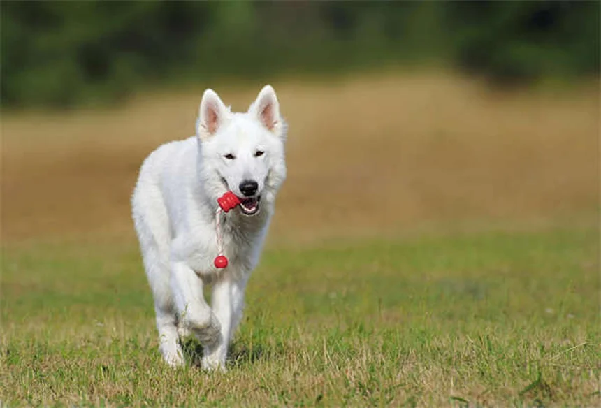 犬の歯の数は42本！子犬との違いや正しいケア方法