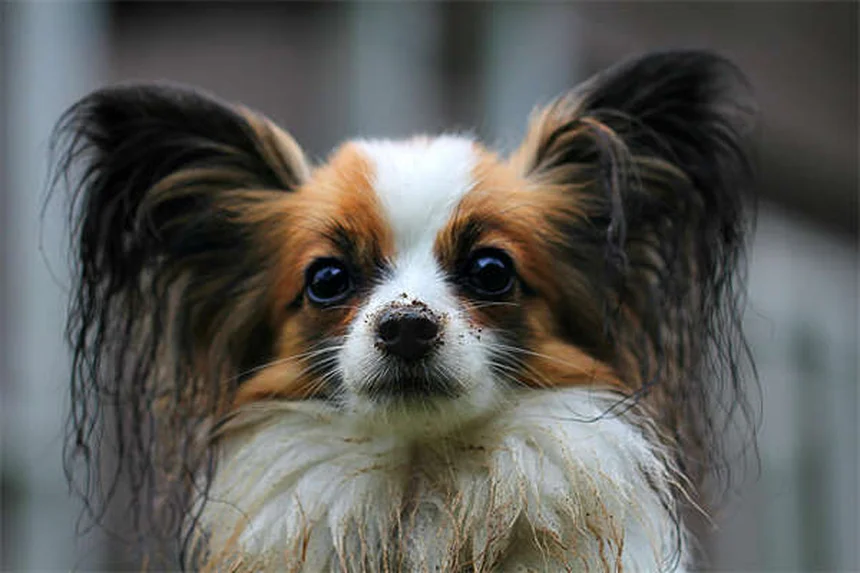 犬のシニア期はいつから？年齢別の見極め方とケア方法