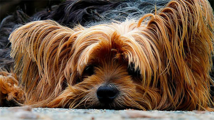 犬もプールで泳げる？安全に楽しむ5つのコツ