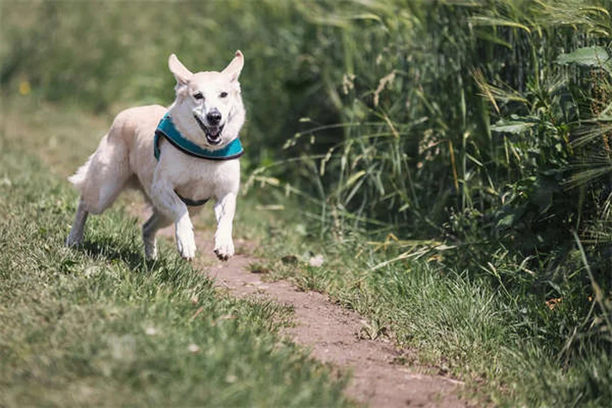 犬の耳掃除は必要？プロが教える正しい方法と頻度