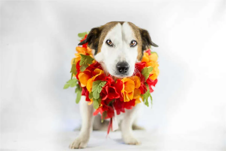 愛犬の満腹感を長持ちさせる5つの簡単テクニック