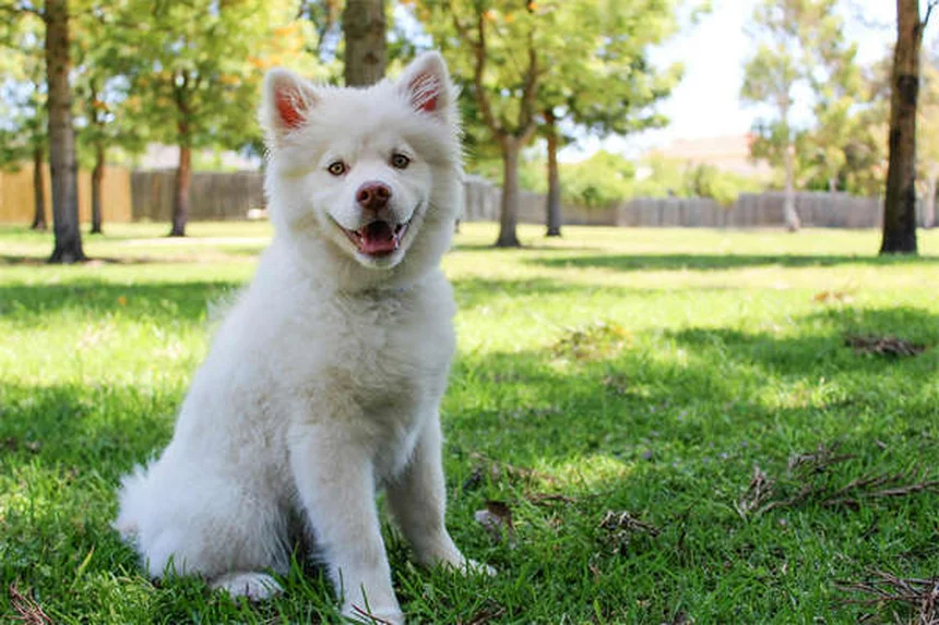犬が声を失う7つの原因と対処法【獣医師解説】