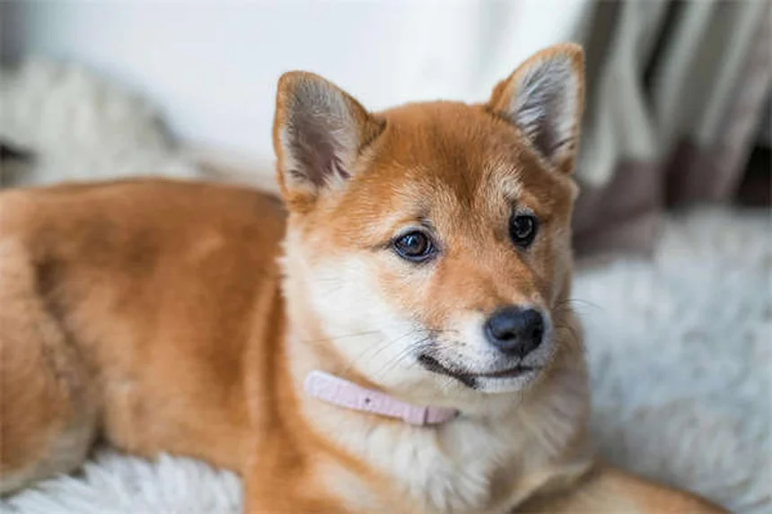 夜間の犬の散歩で安全に過ごす3つのコツと必須アイテム