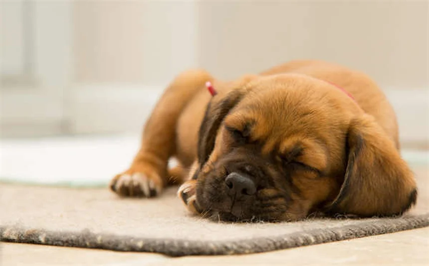 夜間の犬の散歩で安全に過ごす3つのコツと必須アイテム
