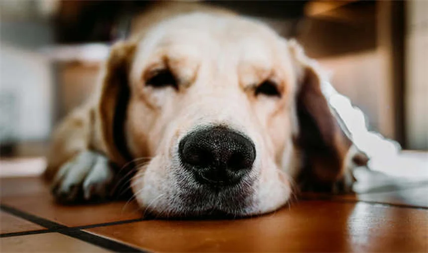 犬の発情期の期間と症状｜知っておきたい基本知識