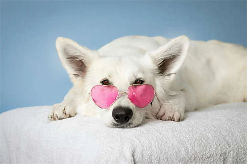 犬猫のカリウム不足を解消！Potassi-ject®とTumil-K®の正しい使い方