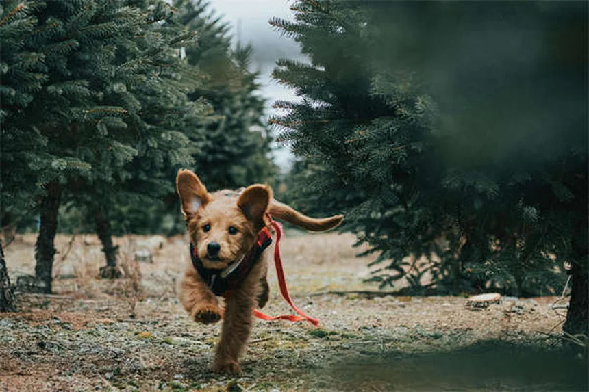 犬猫のカリウム不足を解消！Potassi-ject®とTumil-K®の正しい使い方