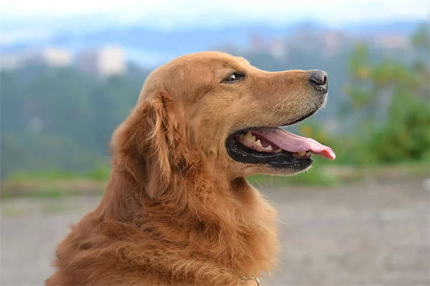 犬のゼーゼー音の原因と対処法｜愛犬の呼吸がおかしい時の完全ガイド