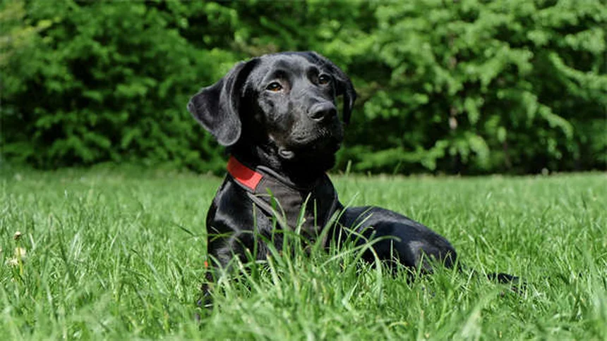 犬のゼーゼー音の原因と対処法｜愛犬の呼吸がおかしい時の完全ガイド