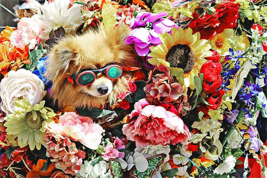 犬が紙を破る理由とは？専門家が解説する意外な真相