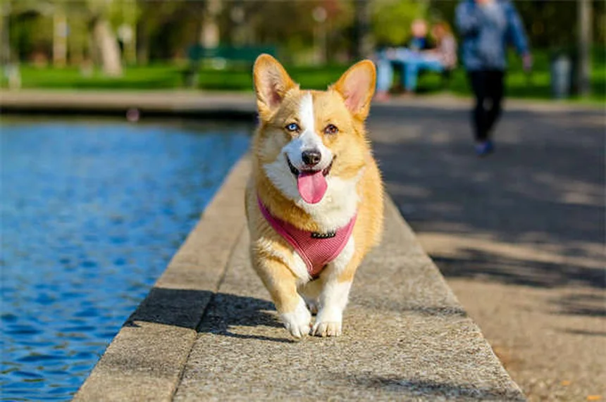 犬が紙を破る理由とは？専門家が解説する意外な真相
