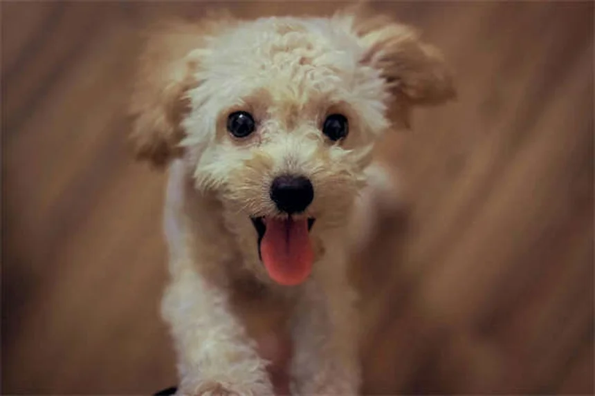 子犬の行動6選とその意味｜プロが解説する不思議な仕草の理由