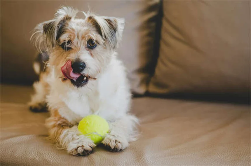 ウサギの狂犬病とは？症状や予防法を徹底解説
