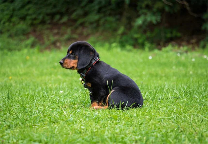 日本の犬種10選！柴犬から珍しい甲斐犬まで徹底解説
