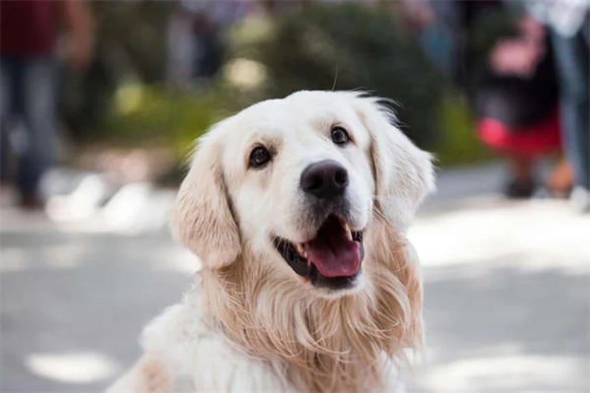 日本の犬種10選！柴犬から珍しい甲斐犬まで徹底解説