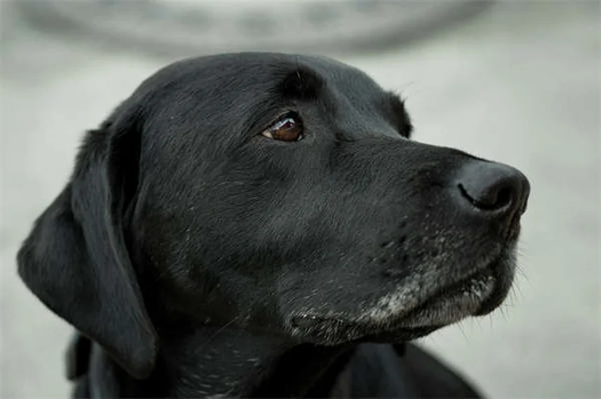 犬猫のアレルギー対策！ジフェンヒドラミン（ベナドリル®）の正しい使い方