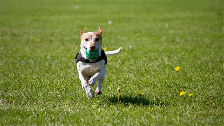 スキージョリングの始め方！愛犬に適した犬種と必須装備をチェック