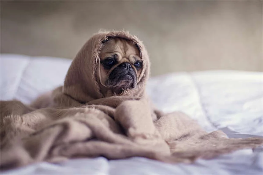 スキージョリングの始め方！愛犬に適した犬種と必須装備をチェック
