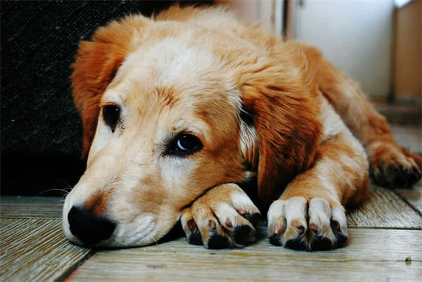 スキージョリングの始め方！愛犬に適した犬種と必須装備をチェック