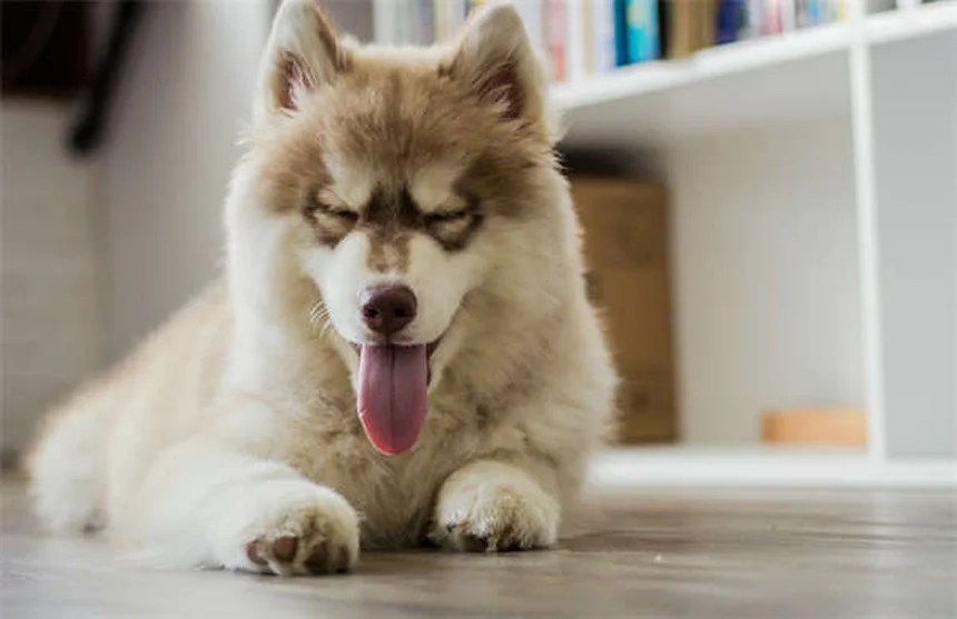 犬の胸水、症状と緊急対処法を現役獣医師が解説