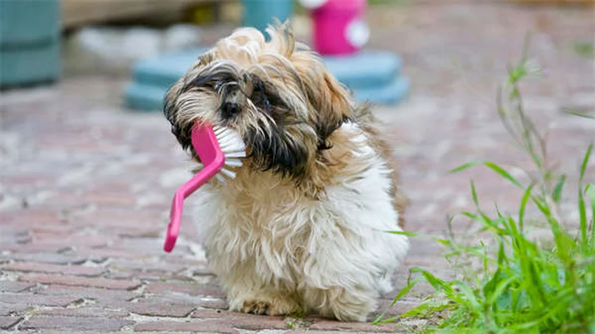 犬がドッグランを嫌がる理由と対処法、本当に大丈夫？