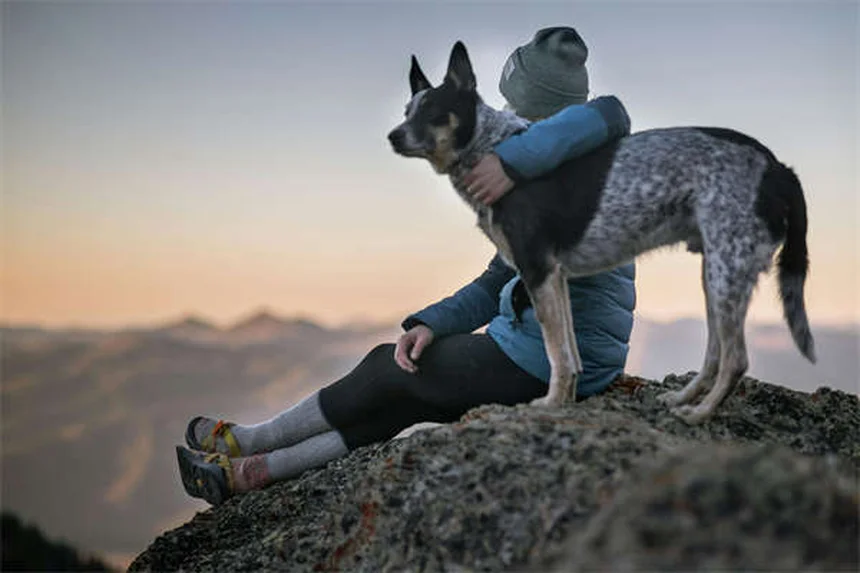 メス犬のマウンティング、本当の理由と正しい対処法