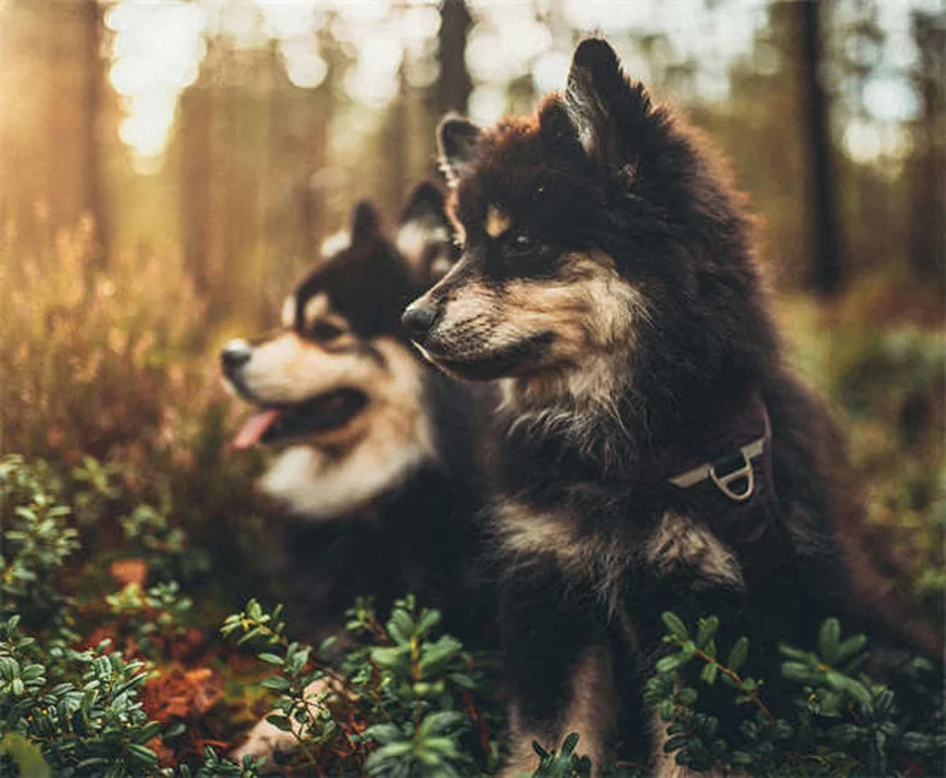 メス犬のマウンティング、本当の理由と正しい対処法