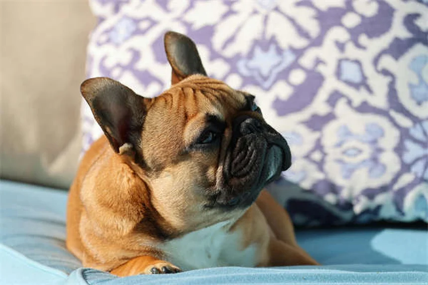 愛犬の尿失禁にインカリン®は効く？体験談でわかる7つのポイント