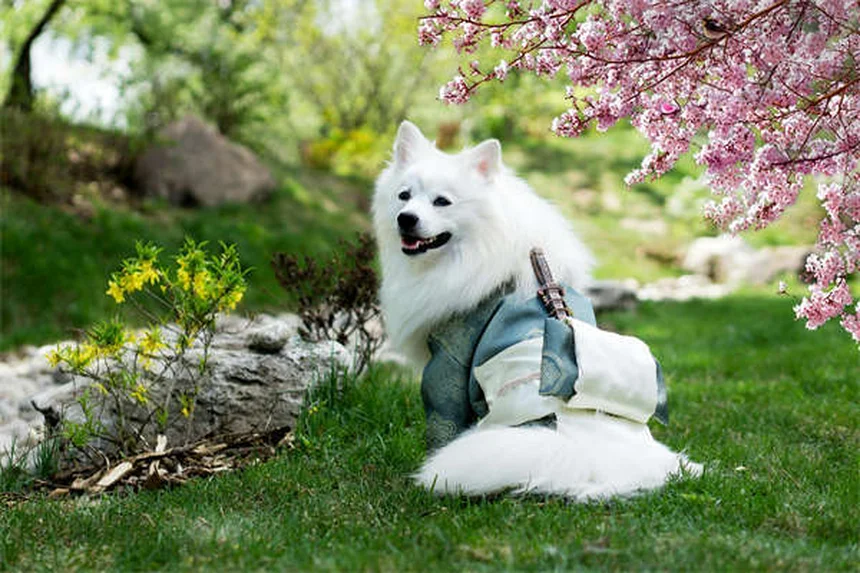愛犬の尿失禁にインカリン®は効く？体験談でわかる7つのポイント